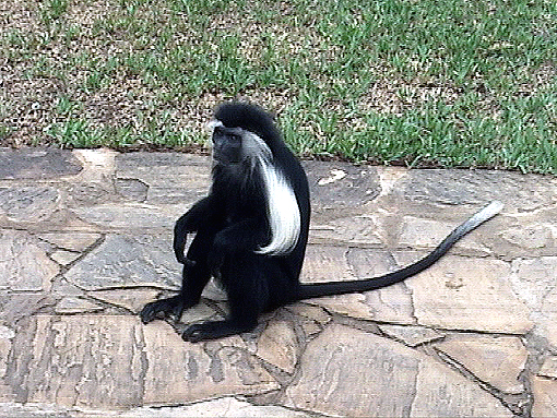 angolan colobus monkey